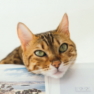 Service image thumbnail