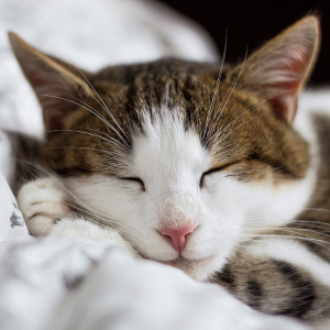 Service image thumbnail