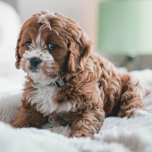 Service image thumbnail